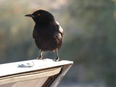 Onychognathus nabouroup