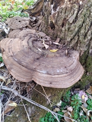 Ganoderma megaloma