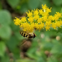 Syrphus rectus