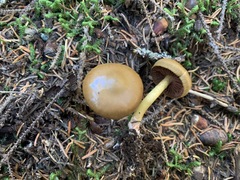 Cortinarius tinctorum