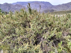 Cliffortia ruscifolia