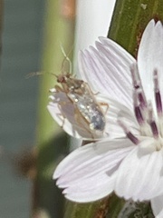 Liorhyssus