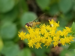 Syrphus rectus