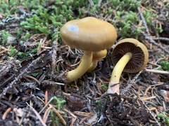 Cortinarius tinctorum