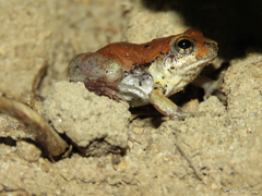 Physalaemus albifrons