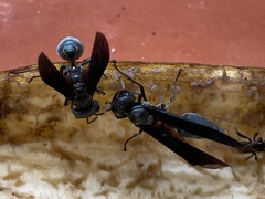 Synoeca septentrionalis