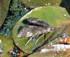 Elophila tinealis