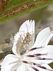 Liorhyssus