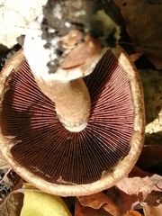 Fungi