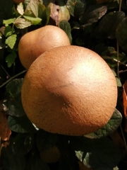 Fungi
