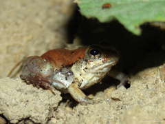 Physalaemus albifrons