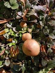 Fungi