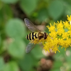 Syrphus rectus