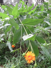 Lasianthaea macrocephala