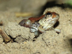 Physalaemus albifrons