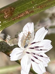Liorhyssus