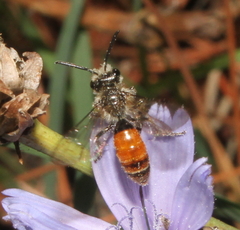 Andrena