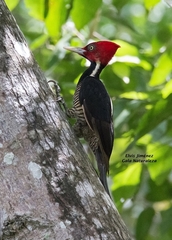 Campephilus guatemalensis