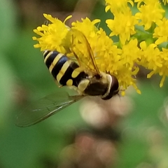 Syrphus rectus