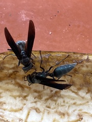 Synoeca septentrionalis