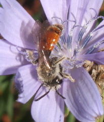 Andrena