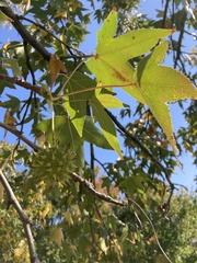Liquidambar styraciflua
