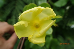 Pentalinon luteum