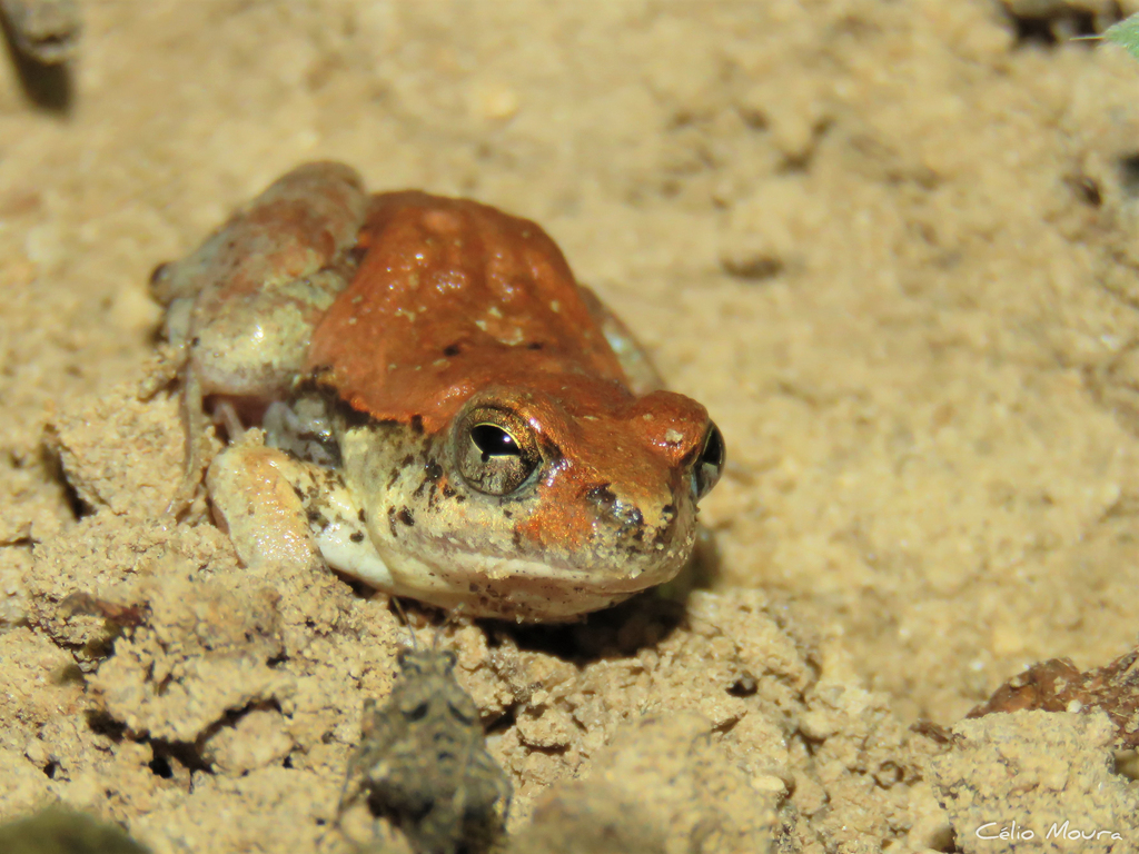 Bahia Dwarf Frog