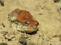 Physalaemus albifrons