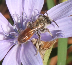 Andrena