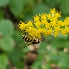 Syrphus rectus