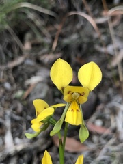 Diuris aurea