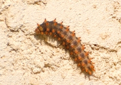 Zerynthia polyxena