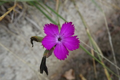 Dianthus seguieri