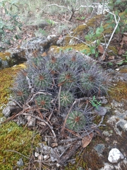 Cactoideae