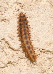 Zerynthia polyxena