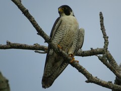 Falco peregrinus anatum