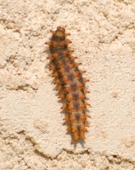 Zerynthia polyxena