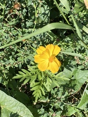 Cosmos sulphureus