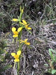 Diuris aurea