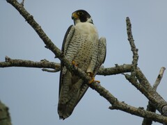 Falco peregrinus anatum