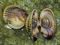 Cerastoderma glaucum