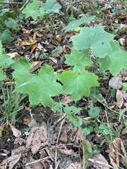 Hydrophyllum canadense