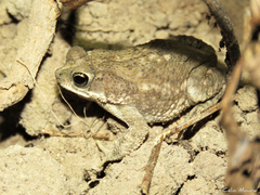 Rhinella granulosa