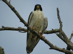 Falco peregrinus anatum