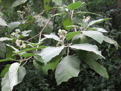 Solanum erianthum