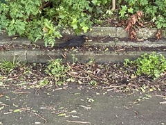 Turdus merula merula