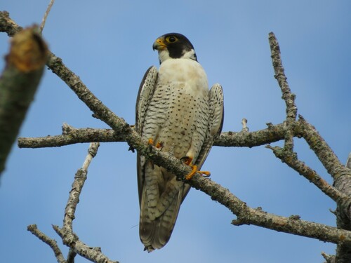アメリカハヤブサ (亜種 Falco peregrinus anatum) · iNaturalist