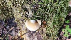 Crepidotus