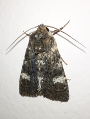 Polymixis serpentina